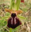 Ophrys passionis